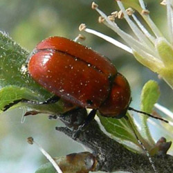 Cryptocephalus coryli Cryptocephalus coryli